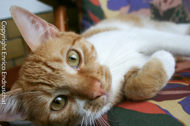 Henry